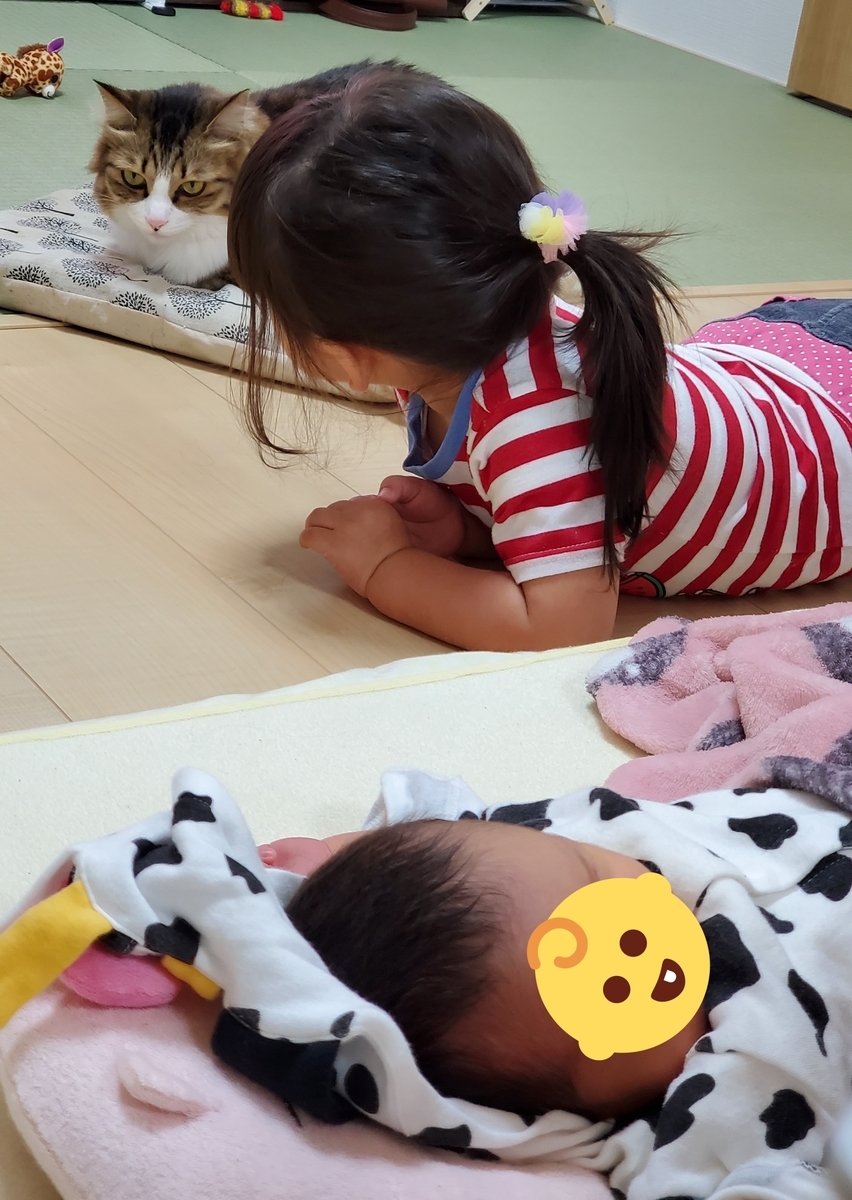 f:id:nekoja-peterpan:20201017013602j:plain