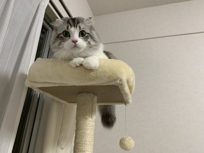 f:id:nekoja-peterpan:20201018162602j:plain f:id:nekoja-peterpan:20201018162602j:plain