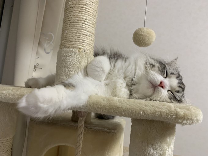 f:id:nekoja-peterpan:20201018163110j:plain f:id:nekoja-peterpan:20201018163110j:plain