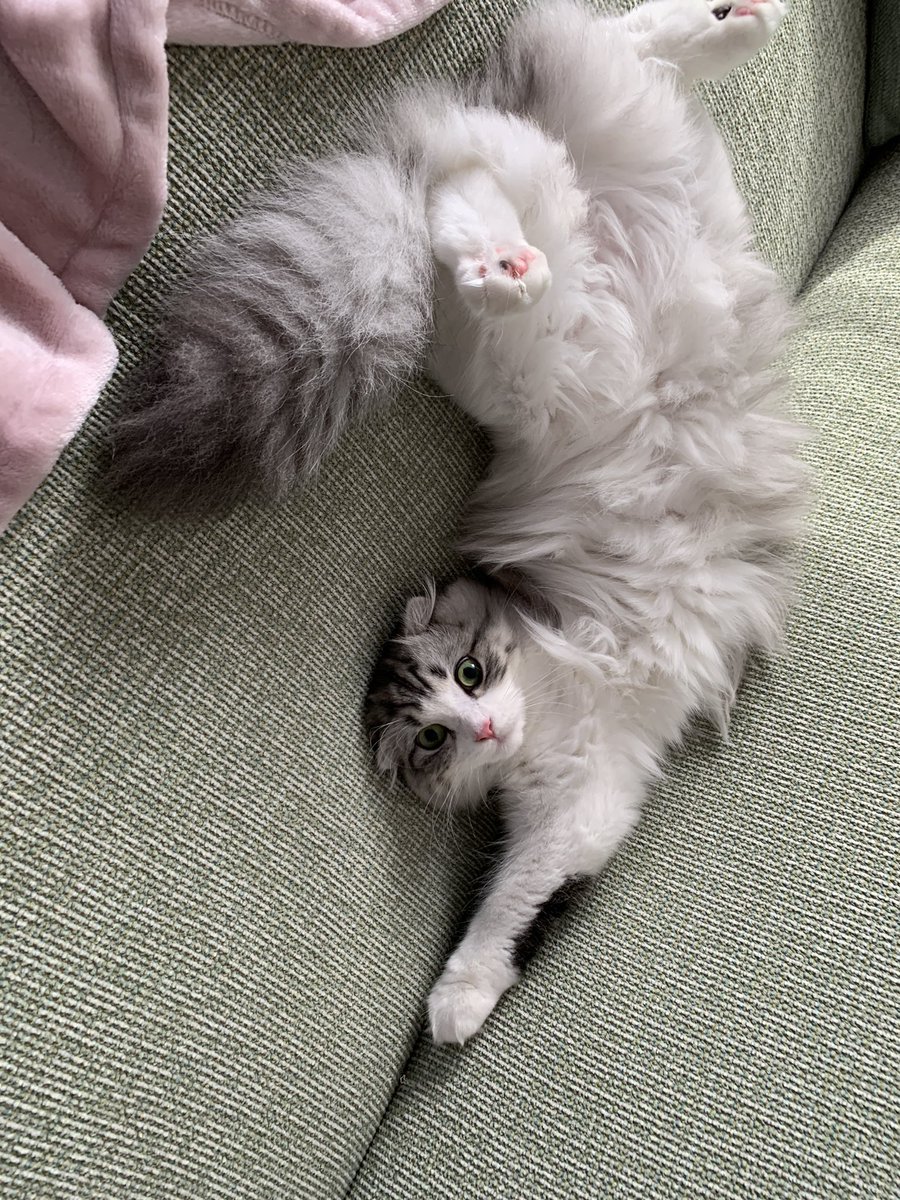 f:id:nekoja-peterpan:20201018163425j:plain f:id:nekoja-peterpan:20201018163425j:plain