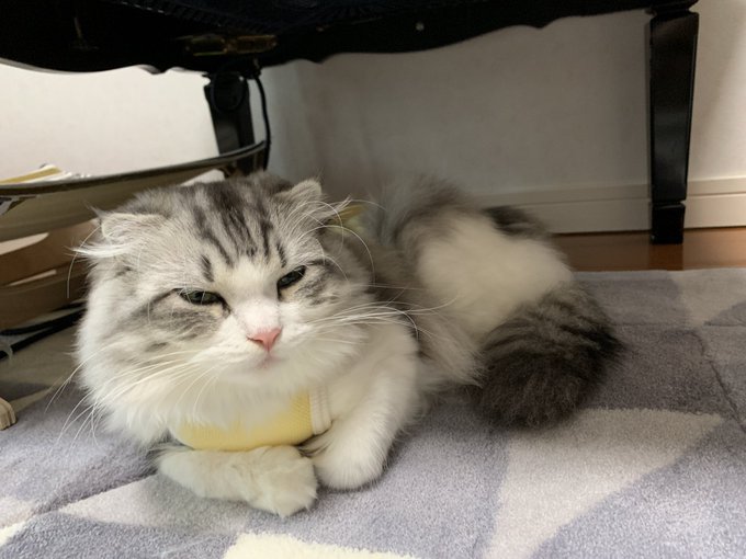 f:id:nekoja-peterpan:20201018163805j:plain f:id:nekoja-peterpan:20201018163805j:plain