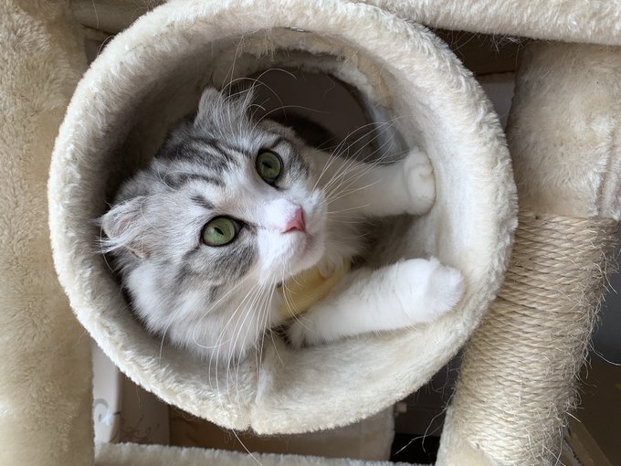 f:id:nekoja-peterpan:20201018164436j:plain f:id:nekoja-peterpan:20201018164436j:plain