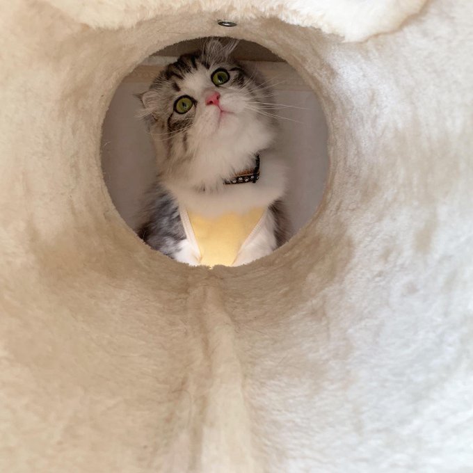 f:id:nekoja-peterpan:20201018164927j:plain f:id:nekoja-peterpan:20201018164927j:plain