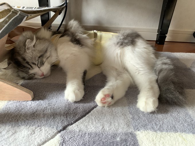 f:id:nekoja-peterpan:20201018165405j:plain f:id:nekoja-peterpan:20201018165405j:plain