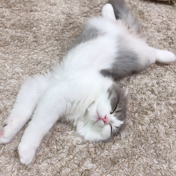 f:id:nekoja-peterpan:20201019002039j:plain