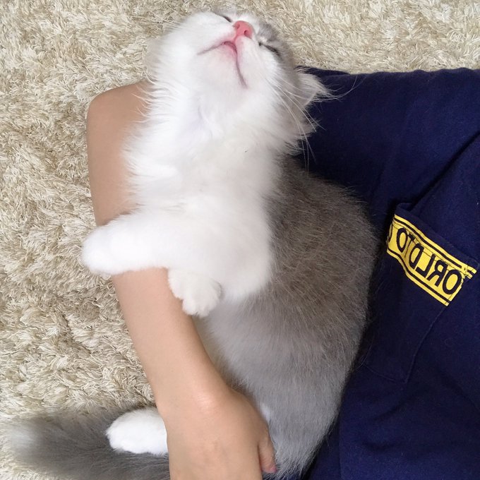 f:id:nekoja-peterpan:20201019002421j:plain