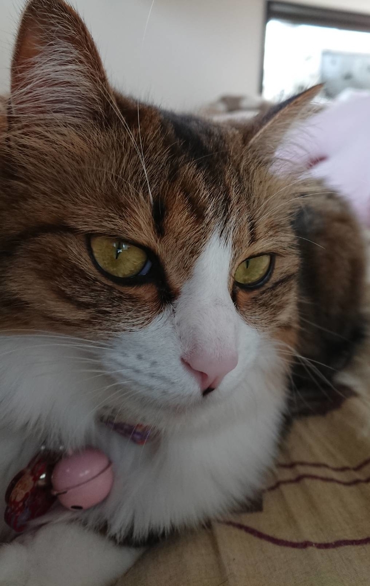 f:id:nekoja-peterpan:20201019150228j:plain f:id:nekoja-peterpan:20201019150228j:plain