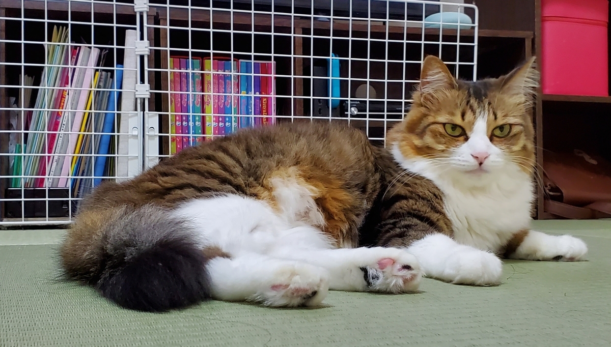 f:id:nekoja-peterpan:20201022001035j:plain f:id:nekoja-peterpan:20201022001035j:plain