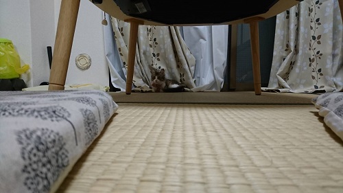 f:id:nekoja-peterpan:20201022001925j:plain f:id:nekoja-peterpan:20201022001925j:plain