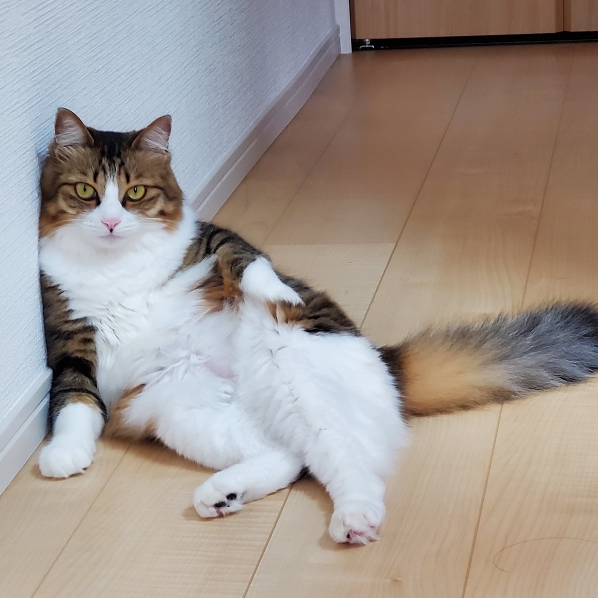 f:id:nekoja-peterpan:20201022002649j:plain f:id:nekoja-peterpan:20201022002649j:plain