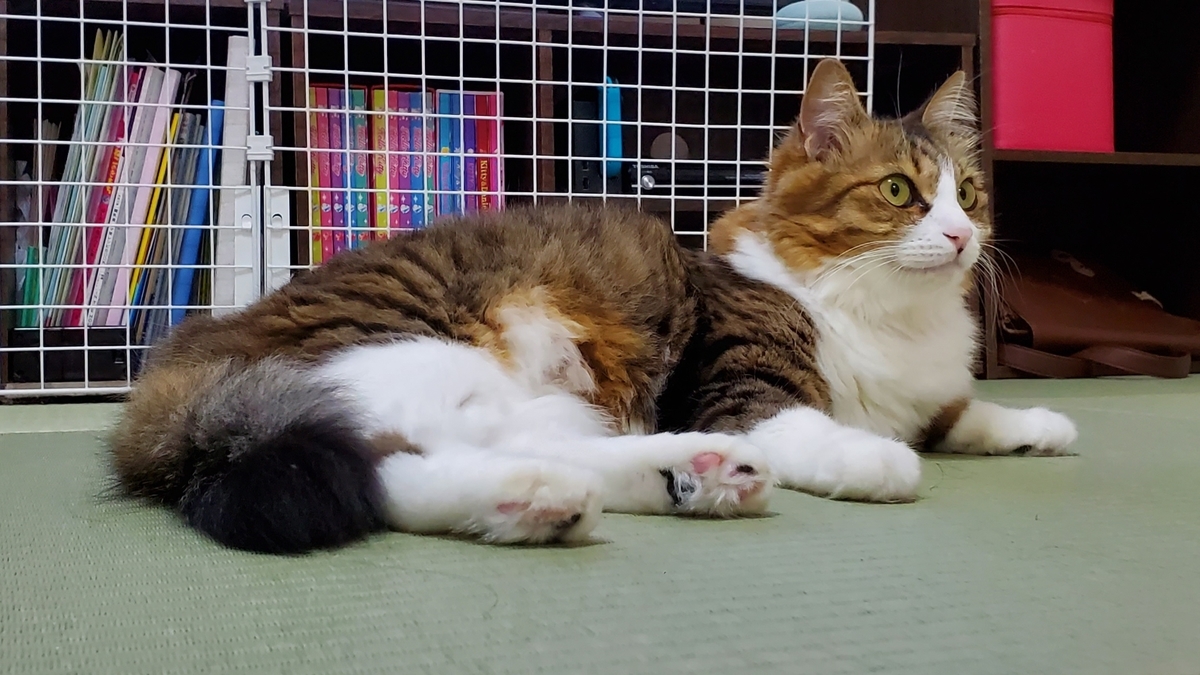 f:id:nekoja-peterpan:20201023004847j:plain f:id:nekoja-peterpan:20201023004847j:plain