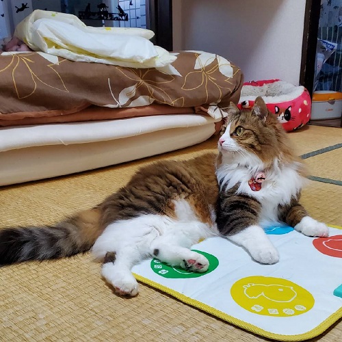 f:id:nekoja-peterpan:20201023005006j:plain f:id:nekoja-peterpan:20201023005006j:plain