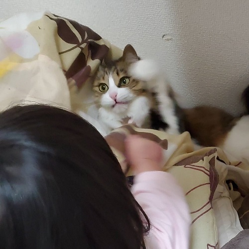 f:id:nekoja-peterpan:20201023005051j:plain f:id:nekoja-peterpan:20201023005051j:plain