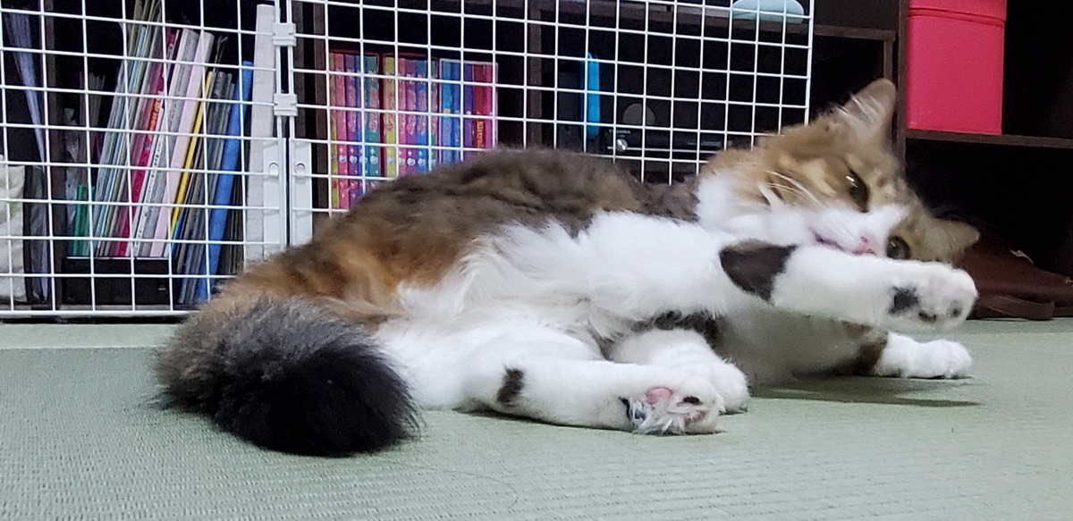 f:id:nekoja-peterpan:20201023005346j:plain f:id:nekoja-peterpan:20201023005346j:plain