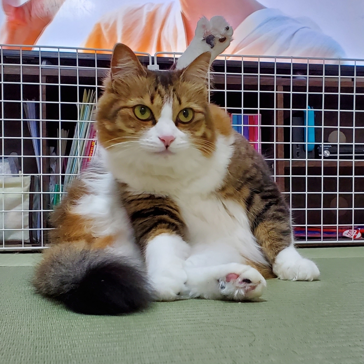 f:id:nekoja-peterpan:20201023005537j:plain f:id:nekoja-peterpan:20201023005537j:plain