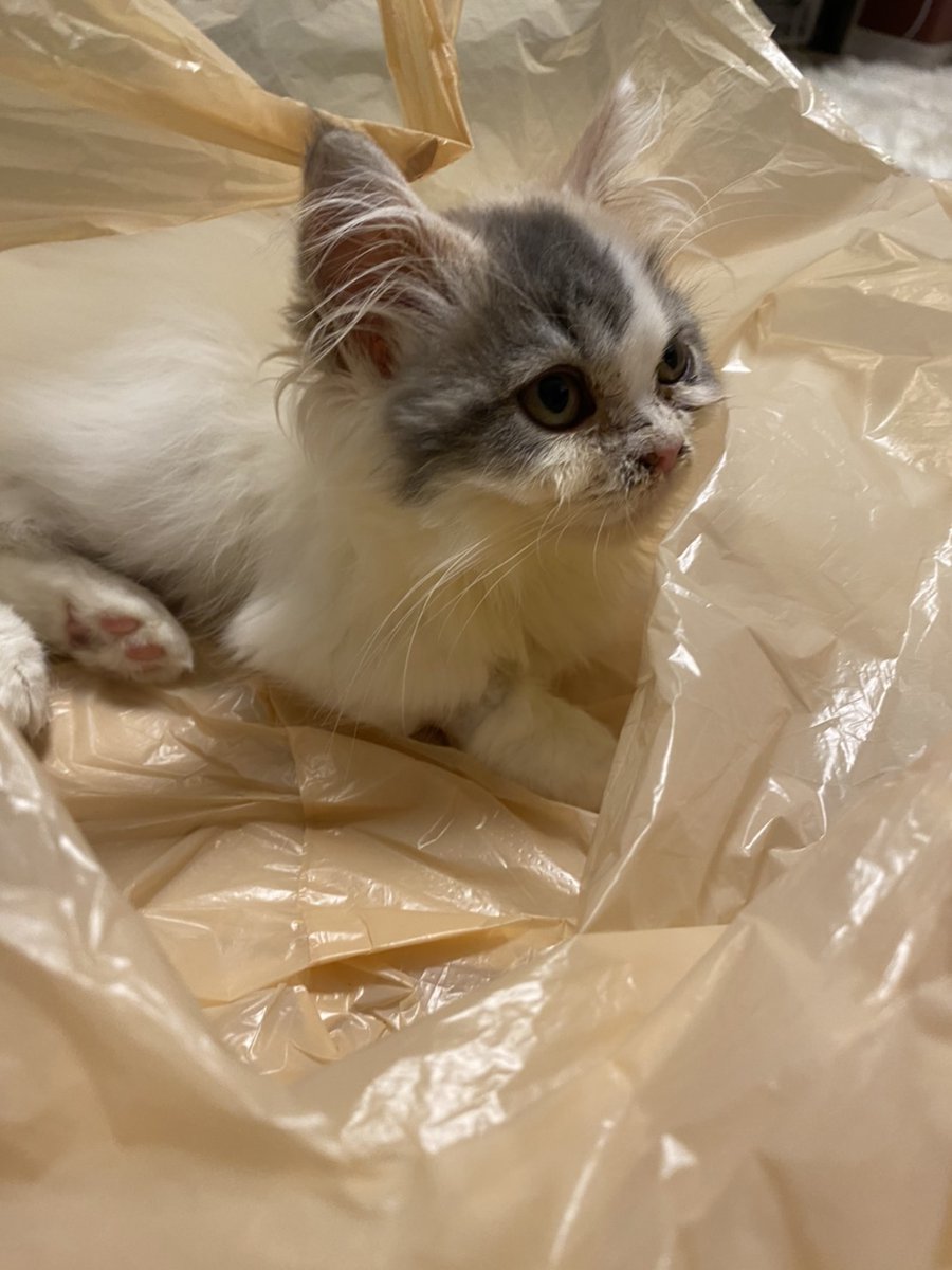 f:id:nekoja-peterpan:20201024125042j:plain