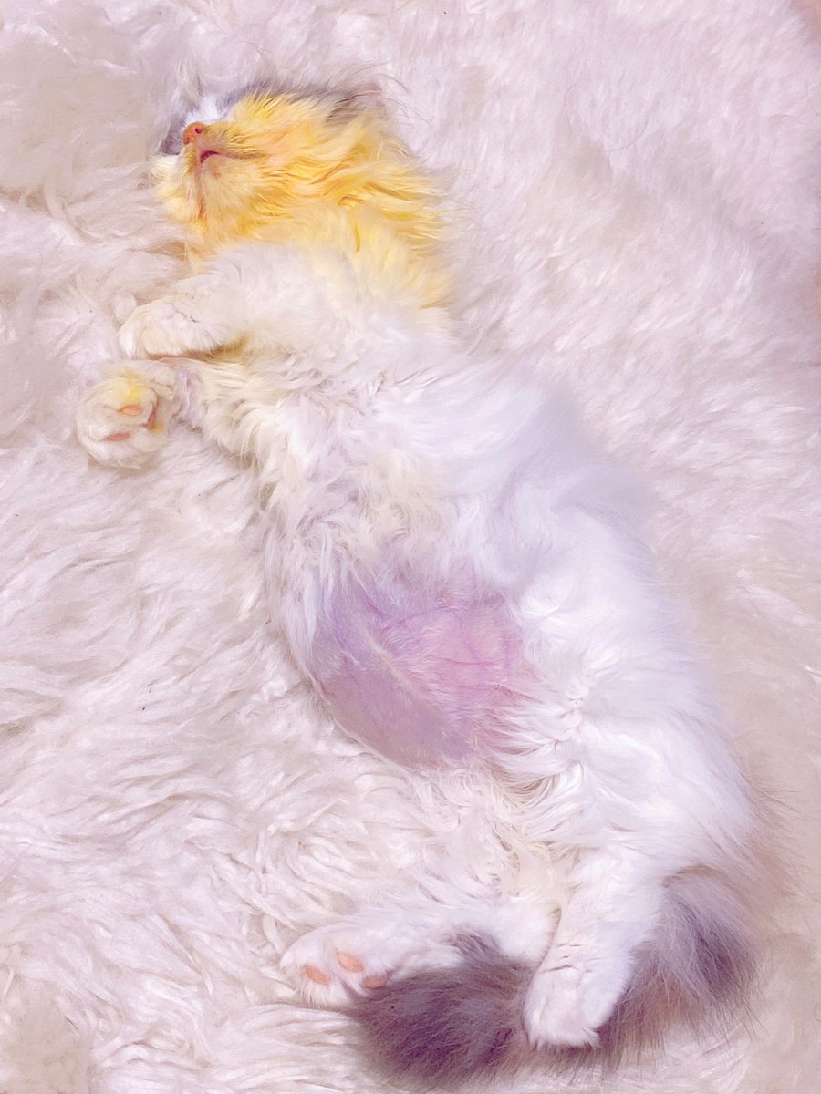 f:id:nekoja-peterpan:20201024125246j:plain