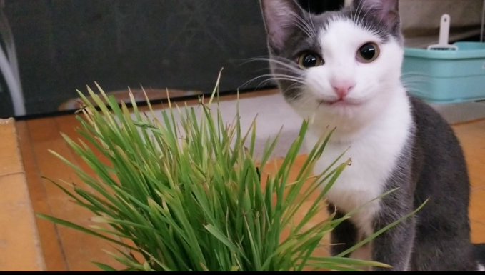 f:id:nekoja-peterpan:20201026011940j:plain f:id:nekoja-peterpan:20201026011940j:plain