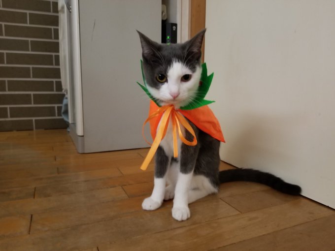 f:id:nekoja-peterpan:20201026012057j:plain f:id:nekoja-peterpan:20201026012057j:plain