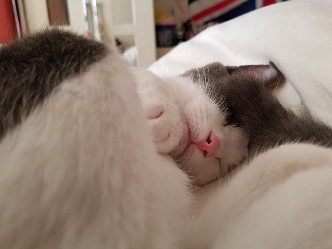 f:id:nekoja-peterpan:20201026012323j:plain f:id:nekoja-peterpan:20201026012323j:plain