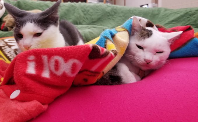 f:id:nekoja-peterpan:20201026012450j:plain f:id:nekoja-peterpan:20201026012450j:plain