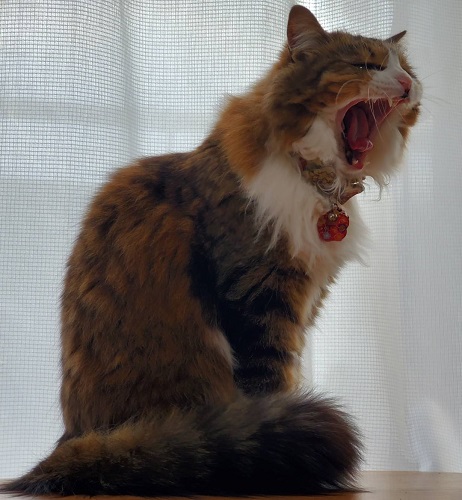 f:id:nekoja-peterpan:20201029174511j:plain