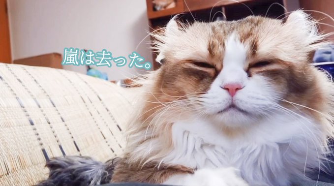 f:id:nekoja-peterpan:20201030003801j:plain