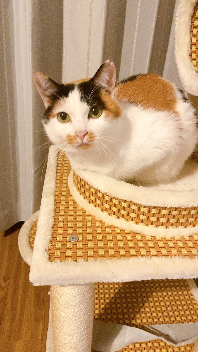 f:id:nekoja-peterpan:20201104151913j:plain