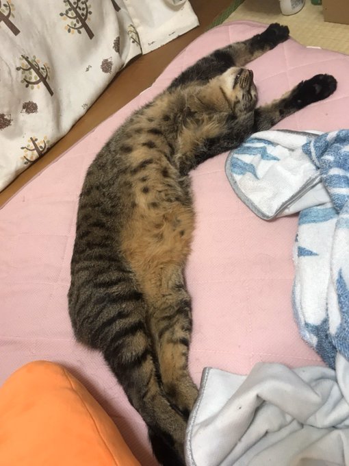 f:id:nekoja-peterpan:20201104152053j:plain