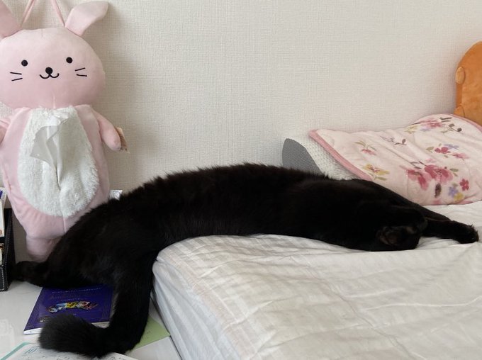 f:id:nekoja-peterpan:20201104152147j:plain