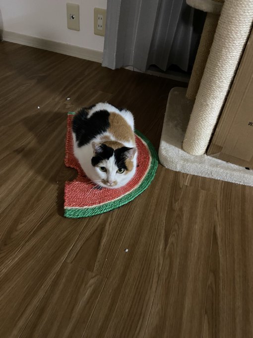 f:id:nekoja-peterpan:20201104152308j:plain