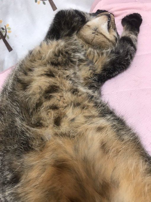 f:id:nekoja-peterpan:20201104152510j:plain