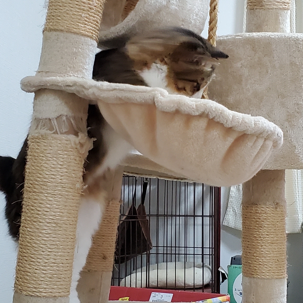 f:id:nekoja-peterpan:20201106182858j:plain