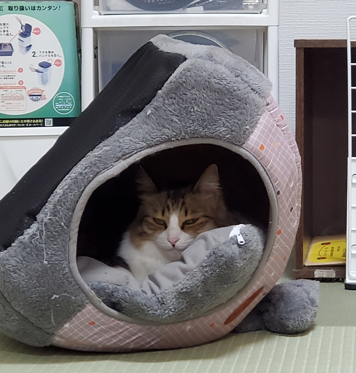 f:id:nekoja-peterpan:20201106183802j:plain