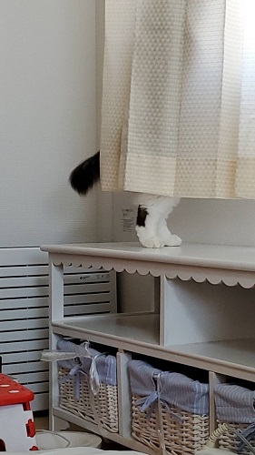 f:id:nekoja-peterpan:20201116025505j:plain