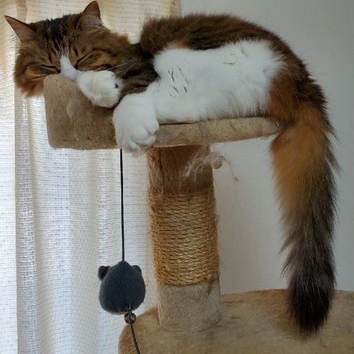 f:id:nekoja-peterpan:20201118174013j:plain