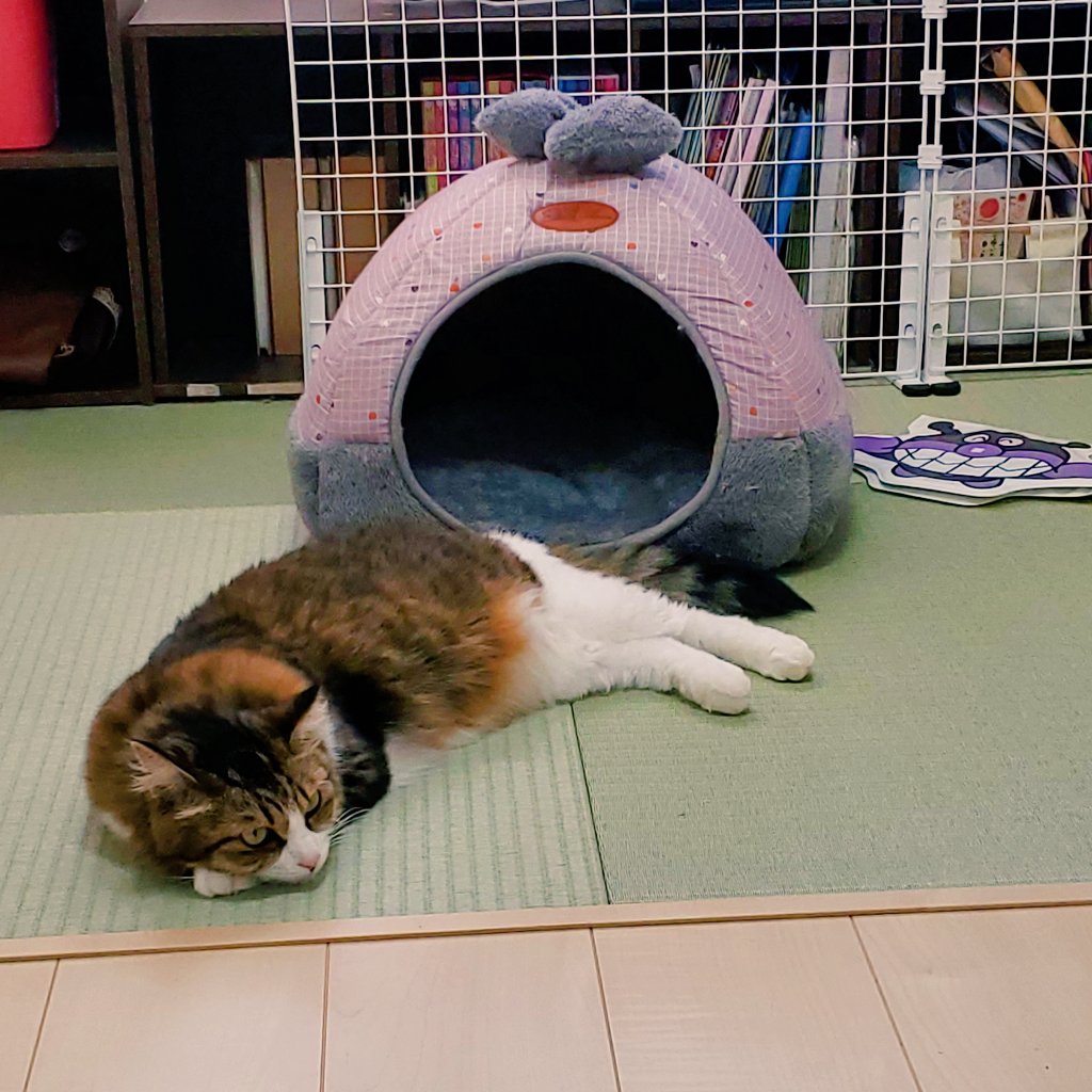 f:id:nekoja-peterpan:20201118174234j:plain