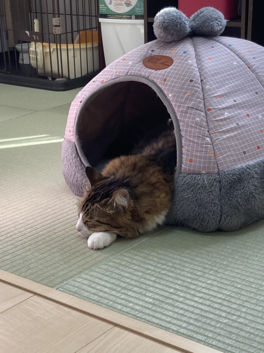 f:id:nekoja-peterpan:20201118180400j:plain