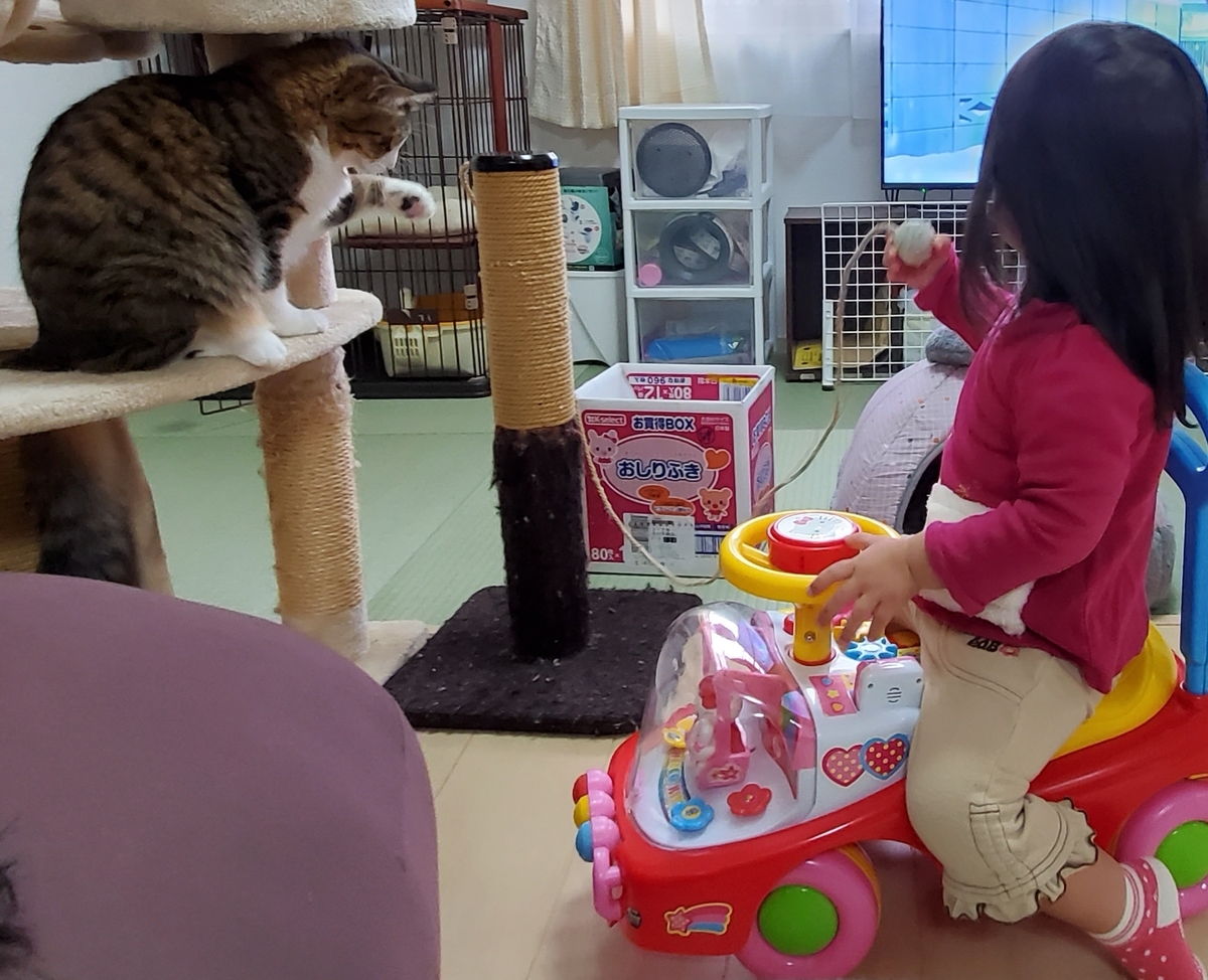 f:id:nekoja-peterpan:20201118180528j:plain