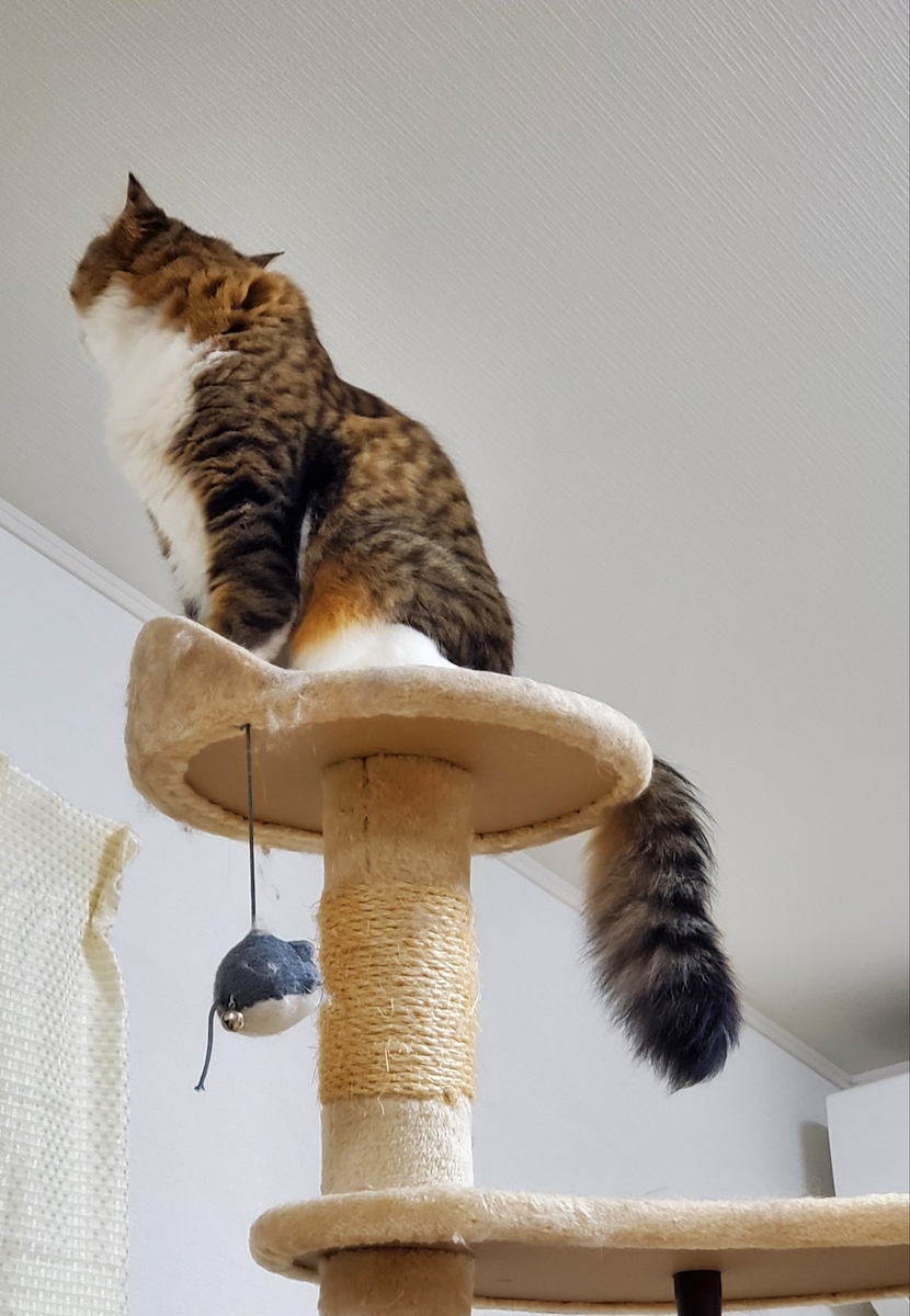 f:id:nekoja-peterpan:20201118181406j:plain