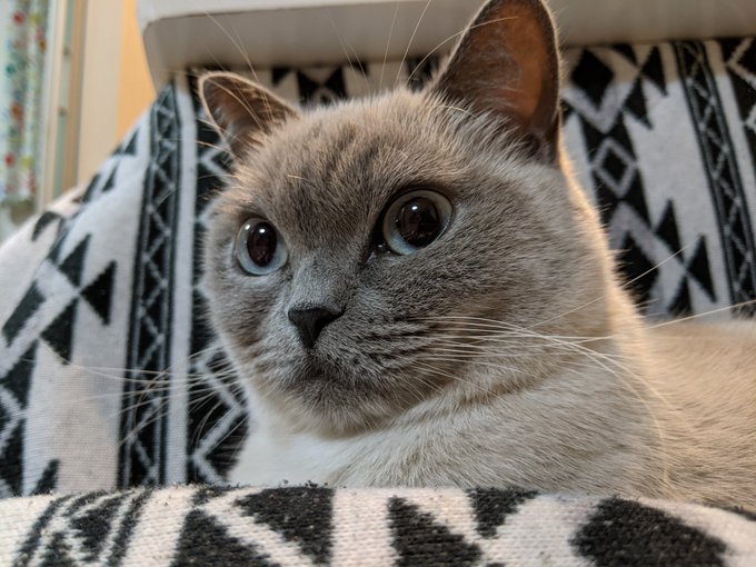 f:id:nekoja-peterpan:20201119002352j:plain