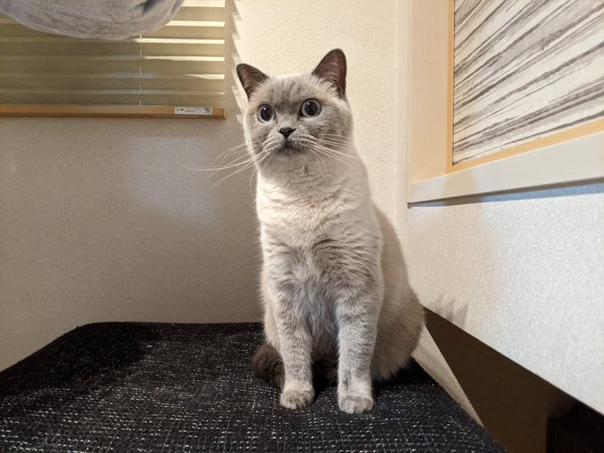 f:id:nekoja-peterpan:20201119002410j:plain