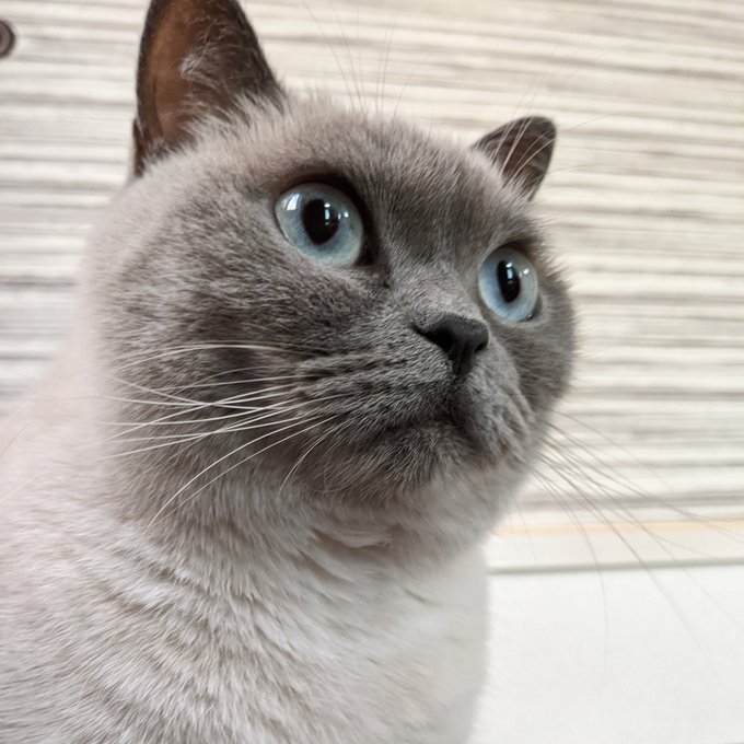 f:id:nekoja-peterpan:20201119002534j:plain