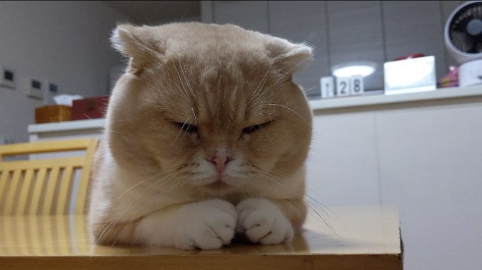 f:id:nekoja-peterpan:20201119002910j:plain