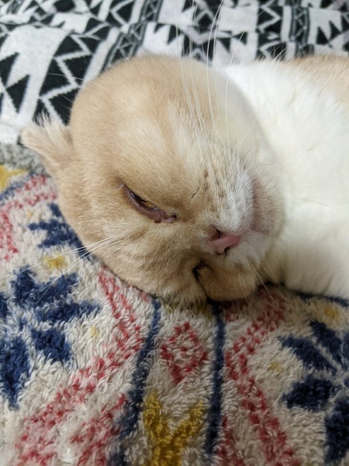 f:id:nekoja-peterpan:20201119002945j:plain