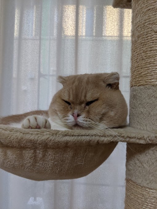 f:id:nekoja-peterpan:20201119003315j:plain