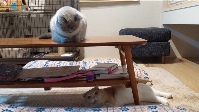 f:id:nekoja-peterpan:20201119003353j:plain