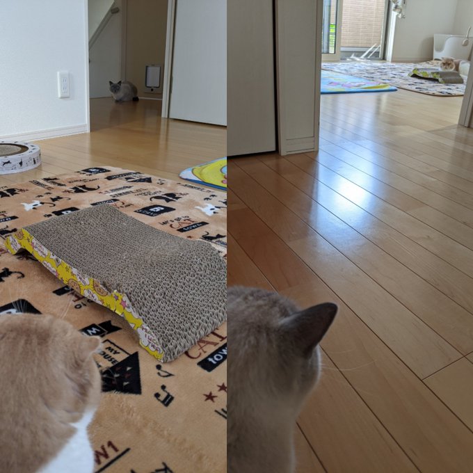 f:id:nekoja-peterpan:20201119003556j:plain