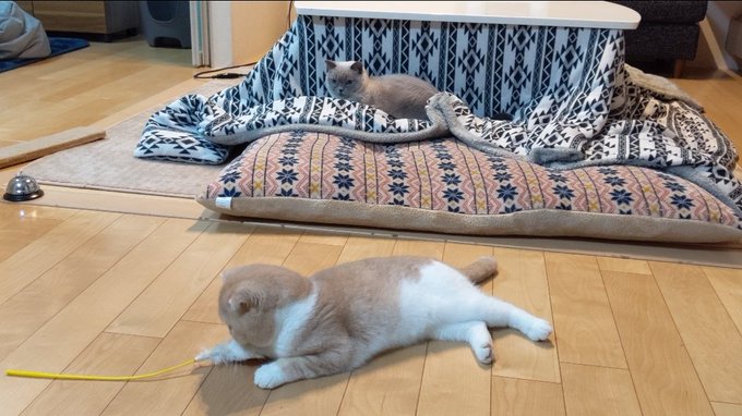 f:id:nekoja-peterpan:20201119003634j:plain