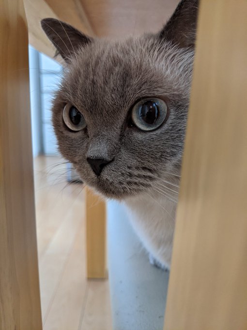 f:id:nekoja-peterpan:20201119003646j:plain